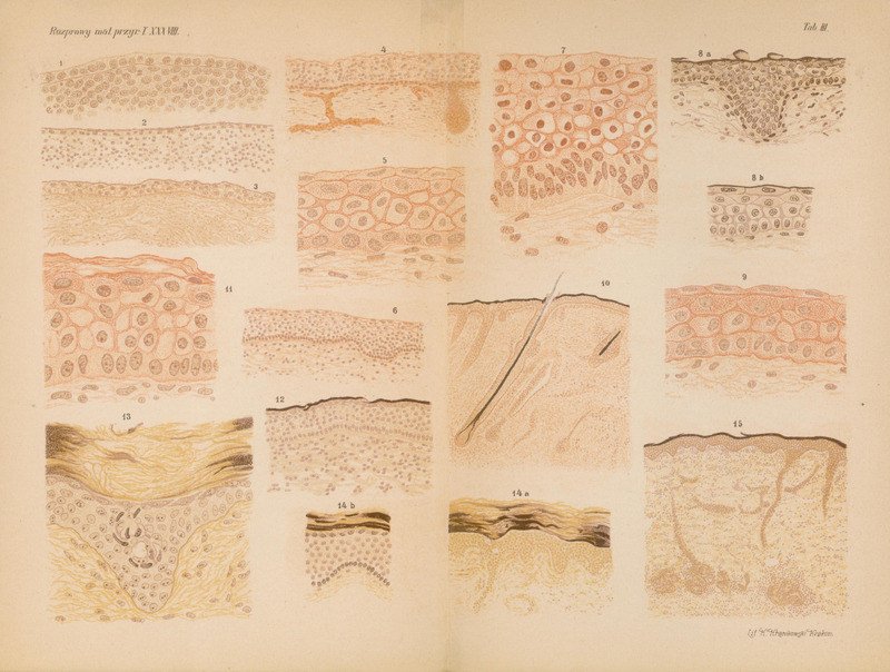 Na ilustracji znajduje się rozkładana dwustronicowa plansza przedstawiająca różne przekroje histologiczne – fragmenty tkanek w powiększeniu mikroskopowym. Całość zajmuje całą rozpiętość rozłożonej książki lub atlasu medycznego. Układ składa się z czterech rzędów i czterech kolumn, czyli łącznie 16 obrazów mikroskopowych
Każdy rysunek to przekrój warstw komórek – rysunki stylizowane, w odcieniach różnego nasycenia – beżowo brązowych i łososiowo czerwonych tonów. Widać regularne układy komórek - warstwy o różnej gęstości i strukturze, czasem z widocznymi wypukłościami, zagłębieniami, a także włóknistymi strukturami (np. pasma w dolnych partiach). Każdy obraz jest opisany numerem (w dolnej części rysunku).
Komórki są przedstawione jako wielościenne kształty – zwykle owalne lub wielokątne – z wyraźnymi jądrami. Niektóre modele przedstawiają warstwy nabłonkowe z komórkami gładko poukładanymi, inne pokazują bardziej pofałdowaną strukturę z wypustkami i fałdami, przypominając narastającą brodawkę lub zagłębienie.
Całość wygląda jak stara litografia edukacyjna z XIX–XX w., zawierająca ręcznie kolorowane fragmenty.
Tematem opracowania jest rozwój naskórka embrionalny i u płodu donoszonego, a szczególną uwagę autor poświęca warstwie Malpighiego — czyli połączonej warstwie podstawnej i kolczystej, będącej miejscem intensywnych podziałów komórkowych.