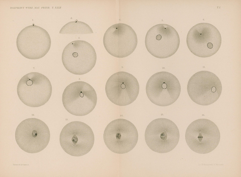 Ilustracja w odcieniach szarości przedstawia 15 okręgów oraz 1 półokrąg. 9 okręgów oraz półokrąg posiadają wpisany czarny punkt, 8 posiada wpisany nieregularny kształt zbliżony do elipsy. 5 okręgów posiada wpisane szare pole z czarnymi rysunkami przypominjącymi tasiemki. U dołu podpis Kostanecki ad naturam.