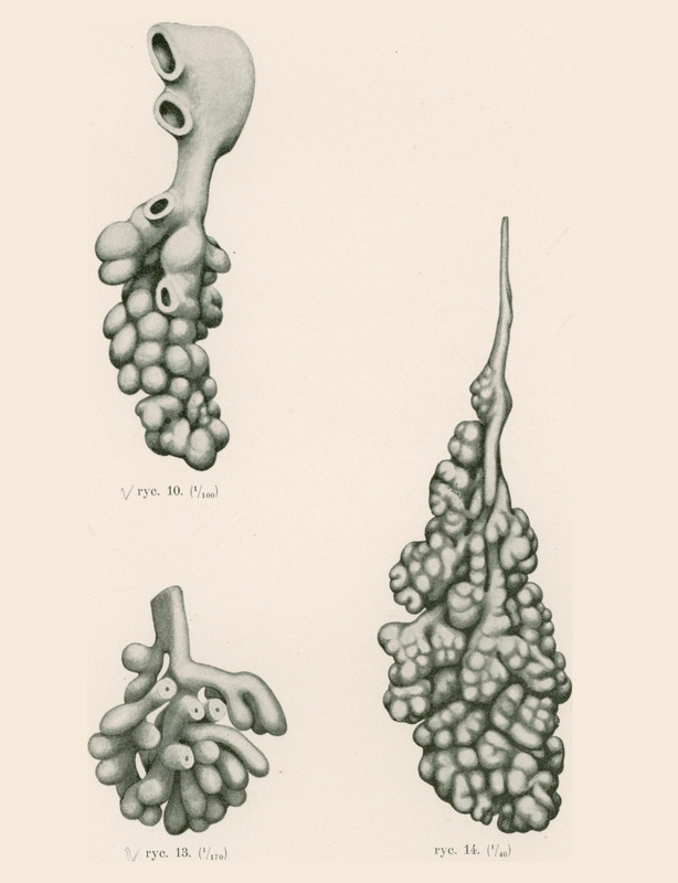 Skan przedstawia trzy monochromatyczne ilustracje. Pierwsza pokazuje dziurawą strukturę, z której wyrastają liczne małe, kuliste elementy. Druga w lewym dolnym rogu pokazuje rozgałęzioną strukturę. Przypomina rafę koralową. Trzecia ilustracja, w prawym dolnym rogu, przedstawia bardziej zwartą, wydłużoną strukturę. Struktura i kształt przypominają połówkę obranego orzecha włoskiego.