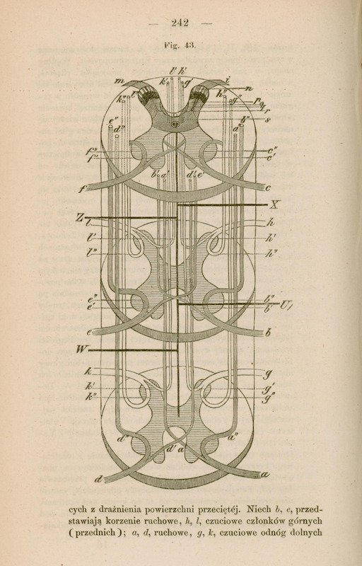 Rysunek anatomiczny z „Fizjologiji układu nerwowego” prof. dr. J. Majera z 1854 r., s. 242, przedstawiający trzy przekroje przez rdzeń kręgowy na różnej jego wysokości, z uwidocznioną istotą szarą rdzenia oraz z pokazanym przebiegiem szlaków nerwowych, włókien nerwowych i ich krzyżowanie się. Zaznaczone zostały miejsca urazowego połowiczego przecięcia rdzenia kręgowego, dzięki temu zobrazowano uszkodzenia występujących na danej wysokości rdzenia struktur anatomicznych. Widoczne są szczegółowo oznaczone korzenie nerwowe, szlaki nerwowe, nerwy ruchowe i czuciowe oraz połączenia między nimi. Oznaczenia literowe wskazują konkretne elementy anatomiczne (np. a, b, c, d). Tytuł rysunku: „Fig. 43”.