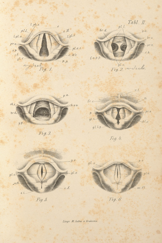 Skan przedstawia sześć monochromatycznych ilustracji laryngoskopowych przedstawiających ludzką krtań podczas faz oddychania i mówienia. Wszystkie ilustracje mają kształt zbliżony do owalu, przypominają otwartą muszlę, w której są zbliżające się do siebie lub całkowicie zamknięcie skrzydła, wąskie szczeliny przypominające dziurkę od klucza.