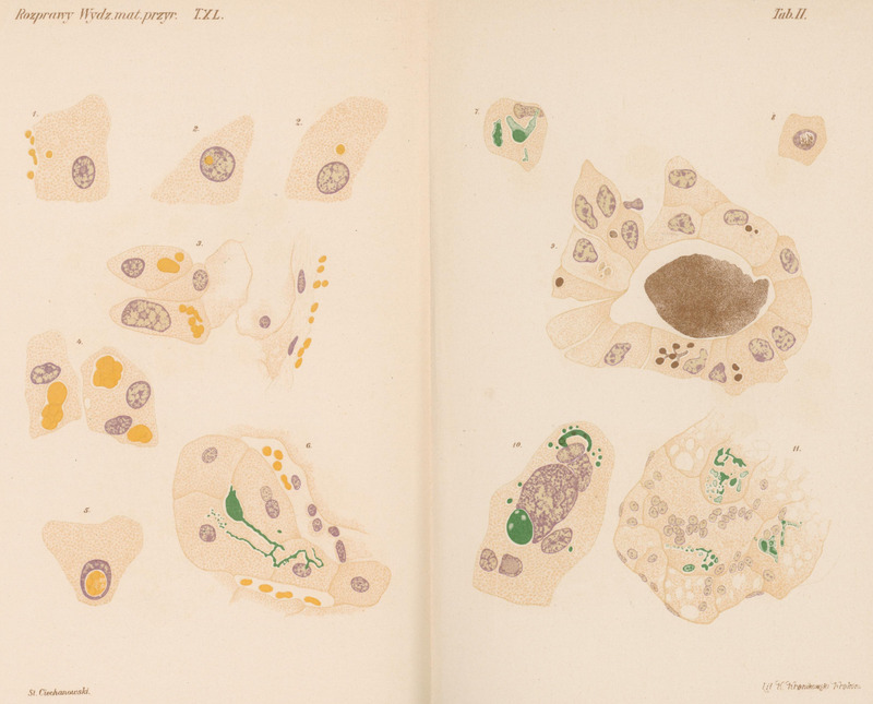 Kolorowa ilustracja mikroskopowa komórek, przedstawiona w stylu atlasu histologicznego. Na jasnym tle widoczne są liczne rysunki komórek różnych wielkości i kształtu. Zaznaczone są jądra komórkowe w kolorze fioletowym, cytoplazma w odcieniach beżu, a struktury wewnątrzkomórkowe wyróżnione na żółto i zielono. Po lewej stronie znajdują się mniejsze pojedyncze komórki, po prawej większe skupiska i przekroje tkankowe. Obraz ma charakter naukowy i służy do prezentacji budowy komórek.
