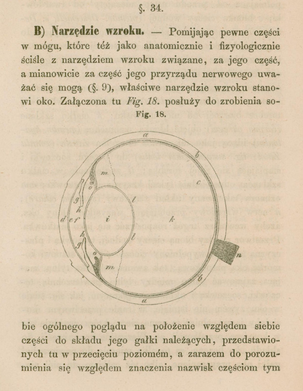 Rysunek anatomiczny oznaczony jako „Fig. 18” przedstawia przekrój poziomy przez gałkę oczną. Rysunek pokazuje szczegółową strukturę oka, oznaczoną literami (np. a, b, c, d…), ilustrując budowę anatomiczną narządu wzroku i położenie poszczególnych części oka. Tło strony jest kremowe.