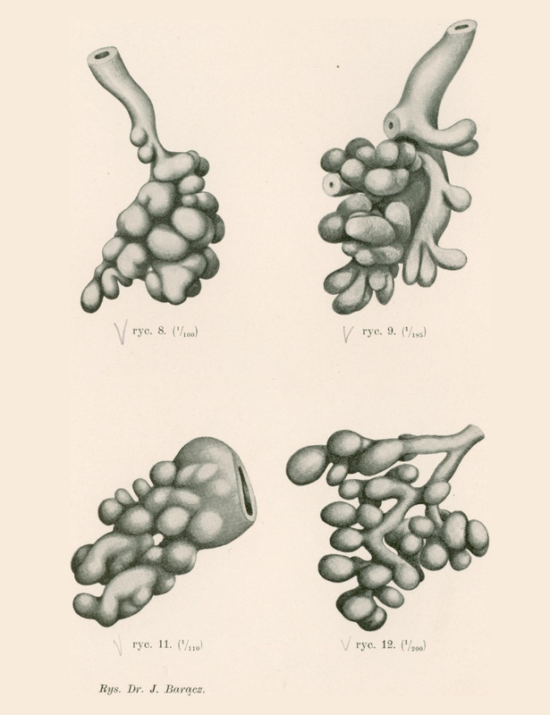 Skan przedstawia cztery monochromatyczne ilustracje. Ilustracja w lewym górnym rogu ukazuje strukturę złożoną z wielu komórek o różnych kształtach, połączonych w większe skupiska. Całość przypomina korzenie drzewa. Druga w prawym górnym rogu podobną strukturę, ale z bardziej nieregularnym układem komórek. Niektóre komórki są większe, inne mniejsze, co nadaje ilustracji bardziej dynamiczny charakter. Ilustracja w lewym dolnym rogu pokazuje strukturę o bardziej rozgałęzionej formie, z wyraźnymi przewodami lub kanałami biegnącymi między komórkami. Całość przypomina płynąca meduzę. Ilustracja w prawym dolnym rogu przedstawia strukturę z wyraźnie zaznaczonymi granicami komórek i centralnym przewodem. Komórki są duże, a ich układ bardziej geometryczny, uporządkowany. Całość przypomina kiść winogron. Na dole podany autor ilustracji: Dr. J. Baracz.