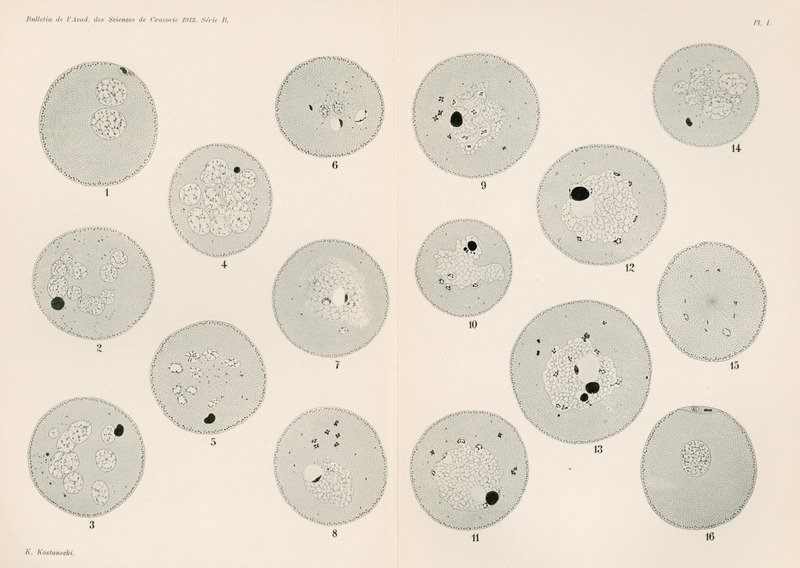 Ilustracja w odcieniach szarości przedstawia 16 okręgów różnej wielkości z wpisanymi eliposidalnymi kształtami i czarnymi punktami. U dołu podpis K. Kostanecki.