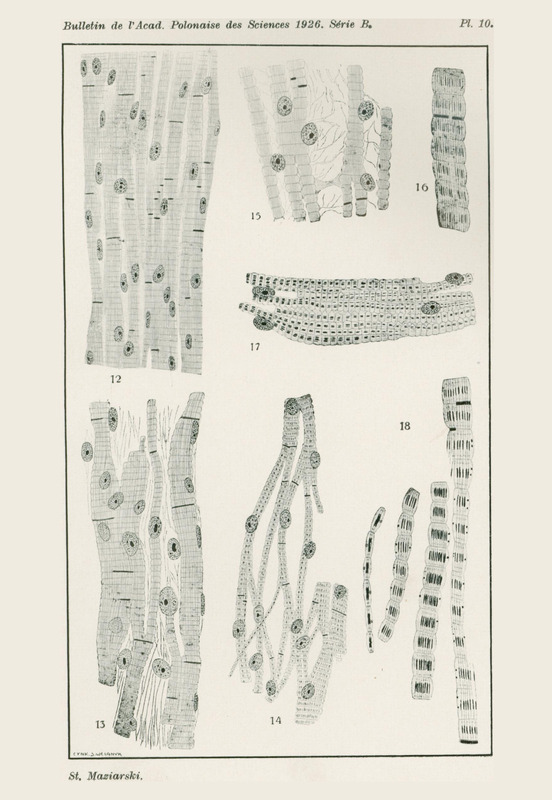 Skan przedstawia siedem monochromatycznych ilustracji. Przedstawiają podłużne struktury z okrągłymi pęcherzykami lub cienkimi, czarnymi kreskami. Przypominają korę brzozy. Styl rysunków jest naukowy, precyzyjny, wykonany cienką kreską. Sześć z nich ma układ pionowy, jedna poziomy. Na dole widnieje podpis „St. Maziarski”.