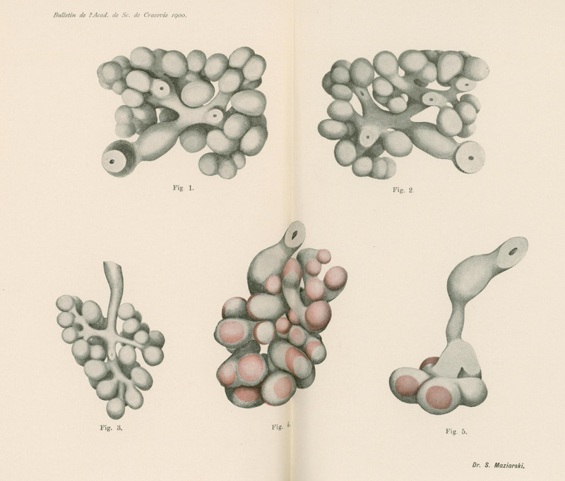 Skan przedstawia pięć ilustracji w skali szarości, z czego dwie z dodatkiem koloru czerwonego. Dwie u góry to skupiska okrągłych lub podłużnych, ciasno ułożonych kształtów przypominających leżąc winogrona. Trzecia ilustracja to rozgałęziona struktura, z drobnymi okrągłymi elementami przyczepionymi do „gałązek”. Przypomina kiść winogron. Ilustracja czwarta jest podobna do poprzednich ale ma bardziej zwartą i uporządkowaną strukturę. Ostatnia ilustracja przedstawia wydłużoną formę, ze skupiskiem okrągłych elementów na dole i zniekształconą rurką u góry. Na dole widnieje podpis „Dr. S. Maziarski”.