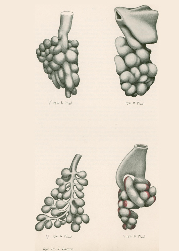 Skan przedstawia cztery szczegółowe, monochromatyczne ilustracje. Ilustracja widoczna w lewym górnym rogu, przedstawia strukturę o nieregularnym, rozgałęzionym kształcie, przypominającym korzenie drzewa lub kiść winogron. Druga w prawym górnym rogu, ukazuje bardziej zwartą, kulistą formę z wyraźnymi warstwami lub segmentami. Trzecia w lewym dolnym rogu, przypomina rozbudowaną strukturę z licznymi wypustkami, podobną do rozgałęzionej rośliny lub kiści winogron. Czwarta w prawym dolnym rogu, prezentuje strukturę o bardziej symetrycznym układzie, z centralnym rdzeniem i promieniście rozchodzącymi się elementami. Jako jedyna ma dodatek koloru czerwonego. Na dole podany autor ilustracji: Dr. J. Baracz.