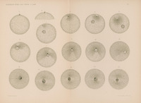 Ilustracja w odcieniach szarości przedstawia 15 okręgów oraz 1 półokrąg. 9 okręgów oraz półokrąg posiadają wpisany czarny punkt, 8 posiada wpisany nieregularny kształt zbliżony do elipsy. 5 okręgów posiada wpisane szare pole z czarnymi rysunkami przypominjącymi tasiemki. U dołu podpis Kostanecki ad naturam.