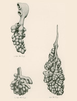 Skan przedstawia trzy monochromatyczne ilustracje. Pierwsza pokazuje dziurawą strukturę, z której wyrastają liczne małe, kuliste elementy. Druga w lewym dolnym rogu pokazuje rozgałęzioną strukturę. Przypomina rafę koralową. Trzecia ilustracja, w prawym dolnym rogu, przedstawia bardziej zwartą, wydłużoną strukturę. Struktura i kształt przypominają połówkę obranego orzecha włoskiego. 