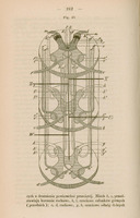 Rysunek anatomiczny z „Fizjologiji układu nerwowego” prof. dr. J. Majera z 1854 r., s. 242, przedstawiający trzy przekroje przez rdzeń kręgowy na różnej jego wysokości, z uwidocznioną istotą szarą rdzenia oraz z pokazanym przebiegiem szlaków nerwowych,  włókien nerwowych i ich krzyżowanie się. Zaznaczone zostały miejsca urazowego połowiczego przecięcia rdzenia kręgowego, dzięki temu zobrazowano uszkodzenia występujących na danej wysokości rdzenia struktur anatomicznych. Widoczne są szczegółowo oznaczone korzenie nerwowe, szlaki nerwowe, nerwy ruchowe i czuciowe oraz połączenia między nimi. Oznaczenia literowe wskazują konkretne elementy anatomiczne (np. a, b, c, d). Tytuł rysunku: „Fig. 43”. 
