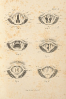 Skan przedstawia sześć monochromatycznych ilustracji laryngoskopowych przedstawiających ludzką krtań podczas faz oddychania i mówienia. Wszystkie ilustracje mają kształt zbliżony do owalu, przypominają otwartą muszlę, w której są zbliżające się do siebie lub całkowicie zamknięcie skrzydła, wąskie szczeliny przypominające dziurkę od klucza. 