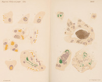 Kolorowa ilustracja mikroskopowa komórek, przedstawiona w stylu atlasu histologicznego. Na jasnym tle widoczne są liczne rysunki komórek różnych wielkości i kształtu. Zaznaczone są jądra komórkowe w kolorze fioletowym, cytoplazma w odcieniach beżu, a struktury wewnątrzkomórkowe wyróżnione na żółto i zielono. Po lewej stronie znajdują się mniejsze pojedyncze komórki, po prawej większe skupiska i przekroje tkankowe. Obraz ma charakter naukowy i służy do prezentacji budowy komórek.