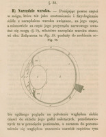 Rysunek anatomiczny oznaczony jako „Fig. 18” przedstawia przekrój poziomy przez gałkę oczną. Rysunek pokazuje szczegółową strukturę oka, oznaczoną literami (np. a, b, c, d…), ilustrując budowę anatomiczną narządu wzroku i położenie poszczególnych części oka. Tło strony jest kremowe.