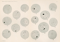 Ilustracja w odcieniach szarości przedstawia 16 okręgów różnej wielkości z wpisanymi eliposidalnymi kształtami i czarnymi punktami. U dołu podpis K. Kostanecki.