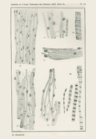 Skan przedstawia siedem monochromatycznych ilustracji. Przedstawiają podłużne struktury z okrągłymi pęcherzykami lub cienkimi, czarnymi kreskami. Przypominają korę brzozy. Styl rysunków jest naukowy, precyzyjny, wykonany cienką kreską. Sześć z nich ma układ pionowy, jedna poziomy. Na dole widnieje podpis „St. Maziarski”.