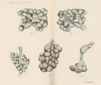 Skan przedstawia pięć ilustracji w skali szarości, z czego dwie z dodatkiem koloru czerwonego. Dwie u góry to skupiska okrągłych lub podłużnych, ciasno ułożonych kształtów przypominających leżąc winogrona. Trzecia ilustracja to rozgałęziona struktura, z drobnymi okrągłymi elementami przyczepionymi do „gałązek”. Przypomina kiść winogron. Ilustracja czwarta jest podobna do poprzednich ale ma bardziej zwartą i uporządkowaną strukturę. Ostatnia ilustracja przedstawia wydłużoną formę, ze skupiskiem okrągłych elementów na dole i zniekształconą rurką u góry. Na dole widnieje podpis „Dr. S. Maziarski”.