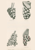 Skan przedstawia cztery szczegółowe, monochromatyczne ilustracje. Ilustracja widoczna w lewym górnym rogu, przedstawia strukturę o nieregularnym, rozgałęzionym kształcie, przypominającym korzenie drzewa lub kiść winogron. Druga w prawym górnym rogu, ukazuje bardziej zwartą, kulistą formę z wyraźnymi warstwami lub segmentami. Trzecia w lewym dolnym rogu, przypomina rozbudowaną strukturę z licznymi wypustkami, podobną do rozgałęzionej rośliny lub kiści winogron. Czwarta w prawym dolnym rogu, prezentuje strukturę o bardziej symetrycznym układzie, z centralnym rdzeniem i promieniście rozchodzącymi się elementami. Jako jedyna ma dodatek koloru czerwonego. Na dole podany autor ilustracji: Dr. J. Baracz.
