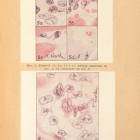 Kolorowa ilustracja w kształcie kwadratu, podzielonego na 4 części podpisane 5a, 5b, 5c i 5d. Na każdej widoczne struktury o różnych kształtach, ułożone na powierzchni. Kolorowa ilustracja podpisane ryc. 6 w kształcie kwadratu, na całej powierzchni owalne i podłużne struktury ułożone ku środkowi.
