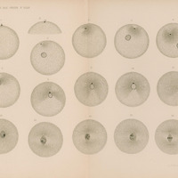 Ilustracja w odcieniach szarości przedstawia 15 okręgów oraz 1 półokrąg. 9 okręgów oraz półokrąg posiadają wpisany czarny punkt, 8 posiada wpisany nieregularny kształt zbliżony do elipsy. 5 okręgów posiada wpisane szare pole z czarnymi rysunkami przypominjącymi tasiemki. U dołu podpis Kostanecki ad naturam.