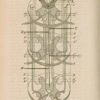 Rysunek anatomiczny z „Fizjologiji układu nerwowego” prof. dr. J. Majera z 1854 r., s. 242, przedstawiający trzy przekroje przez rdzeń kręgowy na różnej jego wysokości, z uwidocznioną istotą szarą rdzenia oraz z pokazanym przebiegiem szlaków nerwowych,  włókien nerwowych i ich krzyżowanie się. Zaznaczone zostały miejsca urazowego połowiczego przecięcia rdzenia kręgowego, dzięki temu zobrazowano uszkodzenia występujących na danej wysokości rdzenia struktur anatomicznych. Widoczne są szczegółowo oznaczone korzenie nerwowe, szlaki nerwowe, nerwy ruchowe i czuciowe oraz połączenia między nimi. Oznaczenia literowe wskazują konkretne elementy anatomiczne (np. a, b, c, d). Tytuł rysunku: „Fig. 43”. 