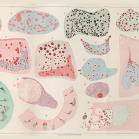 Skan przedstawia zestaw 17 przekrojów komórek i tkanek, ułożonych w siatce. Każdy przekrój jest oznaczony numerem od 1 do 17 i różni się kształtem, kolorem oraz strukturą wewnętrzną. Całość przypomina planszę edukacyjną z biologii lub histologii. Użyto intensywnych barw - różu, czerwieni, błękitu, fioletu, zieleni, czerni i bieli. Dominują kształty nieregularne, których wnętrza wypełnione są drobnymi kropkami, większymi okrągłymi kształtami, kreskami lub nieregularnymi plamkami.