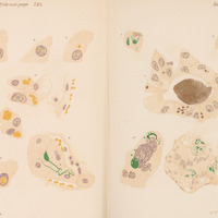 Kolorowa ilustracja mikroskopowa komórek, przedstawiona w stylu atlasu histologicznego. Na jasnym tle widoczne są liczne rysunki komórek różnych wielkości i kształtu. Zaznaczone są jądra komórkowe w kolorze fioletowym, cytoplazma w odcieniach beżu, a struktury wewnątrzkomórkowe wyróżnione na żółto i zielono. Po lewej stronie znajdują się mniejsze pojedyncze komórki, po prawej większe skupiska i przekroje tkankowe. Obraz ma charakter naukowy i służy do prezentacji budowy komórek.