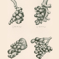 Skan przedstawia cztery monochromatyczne ilustracje. Ilustracja w lewym górnym rogu ukazuje strukturę złożoną z wielu komórek o różnych kształtach, połączonych w większe skupiska. Całość przypomina korzenie drzewa. Druga w prawym górnym rogu podobną strukturę, ale z bardziej nieregularnym układem komórek. Niektóre komórki są większe, inne mniejsze, co nadaje ilustracji bardziej dynamiczny charakter. Ilustracja w lewym dolnym rogu pokazuje strukturę o bardziej rozgałęzionej formie, z wyraźnymi przewodami lub kanałami biegnącymi między komórkami. Całość przypomina płynąca meduzę. Ilustracja w prawym dolnym rogu przedstawia strukturę z wyraźnie zaznaczonymi granicami komórek i centralnym przewodem. Komórki są duże, a ich układ bardziej geometryczny, uporządkowany. Całość przypomina kiść winogron. Na dole podany autor ilustracji: Dr. J. Baracz.