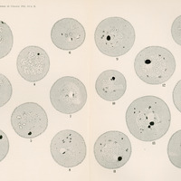 Ilustracja w odcieniach szarości przedstawia 16 okręgów różnej wielkości z wpisanymi eliposidalnymi kształtami i czarnymi punktami. U dołu podpis K. Kostanecki.