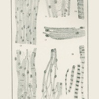 Skan przedstawia siedem monochromatycznych ilustracji. Przedstawiają podłużne struktury z okrągłymi pęcherzykami lub cienkimi, czarnymi kreskami. Przypominają korę brzozy. Styl rysunków jest naukowy, precyzyjny, wykonany cienką kreską. Sześć z nich ma układ pionowy, jedna poziomy. Na dole widnieje podpis „St. Maziarski”.