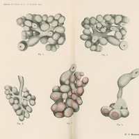 Skan przedstawia pięć ilustracji w skali szarości, z czego dwie z dodatkiem koloru czerwonego. Dwie u góry to skupiska okrągłych lub podłużnych, ciasno ułożonych kształtów przypominających leżąc winogrona. Trzecia ilustracja to rozgałęziona struktura, z drobnymi okrągłymi elementami przyczepionymi do „gałązek”. Przypomina kiść winogron. Ilustracja czwarta jest podobna do poprzednich ale ma bardziej zwartą i uporządkowaną strukturę. Ostatnia ilustracja przedstawia wydłużoną formę, ze skupiskiem okrągłych elementów na dole i zniekształconą rurką u góry. Na dole widnieje podpis „Dr. S. Maziarski”.