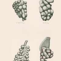 Skan przedstawia cztery szczegółowe, monochromatyczne ilustracje. Ilustracja widoczna w lewym górnym rogu, przedstawia strukturę o nieregularnym, rozgałęzionym kształcie, przypominającym korzenie drzewa lub kiść winogron. Druga w prawym górnym rogu, ukazuje bardziej zwartą, kulistą formę z wyraźnymi warstwami lub segmentami. Trzecia w lewym dolnym rogu, przypomina rozbudowaną strukturę z licznymi wypustkami, podobną do rozgałęzionej rośliny lub kiści winogron. Czwarta w prawym dolnym rogu, prezentuje strukturę o bardziej symetrycznym układzie, z centralnym rdzeniem i promieniście rozchodzącymi się elementami. Jako jedyna ma dodatek koloru czerwonego. Na dole podany autor ilustracji: Dr. J. Baracz.